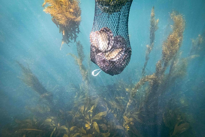 “Shinrin-yoku”: Η νέα έκθεση σύγχρονης τέχνης του PCAI στον Βοτανικό Κήπο