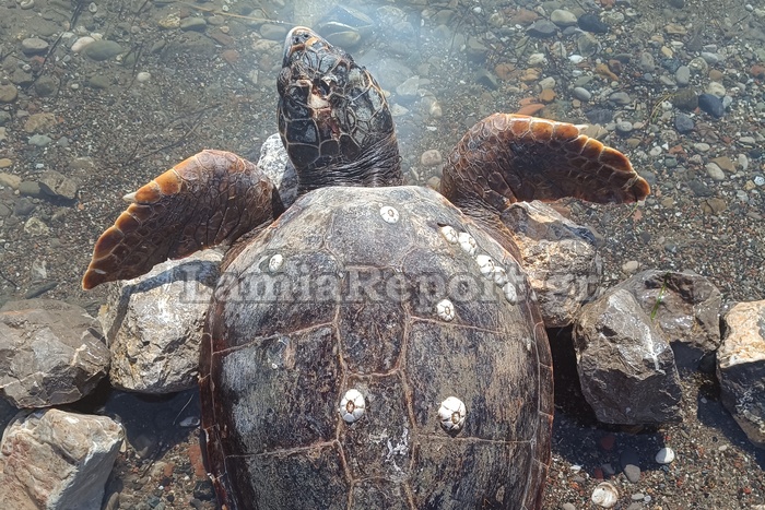 Φθιώτιδα Χελώνα Καρέτα Καρέτα