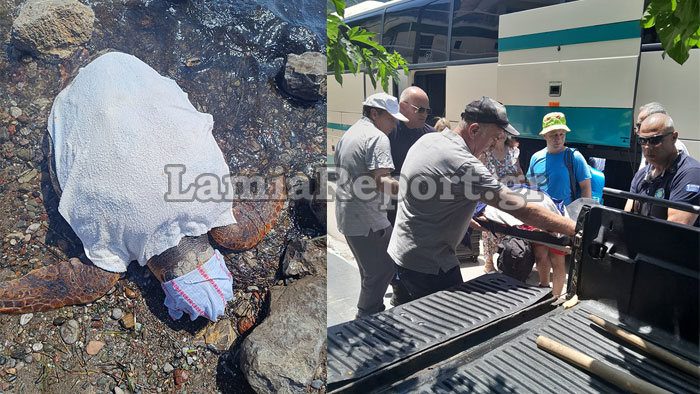 Φθιώτιδα Χελώνα Καρέτα Καρέτα