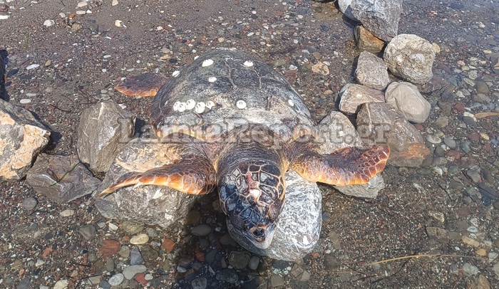 Φθιώτιδα Χελώνα Καρέτα Καρέτα