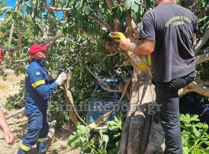 Λαμία Δέντρο