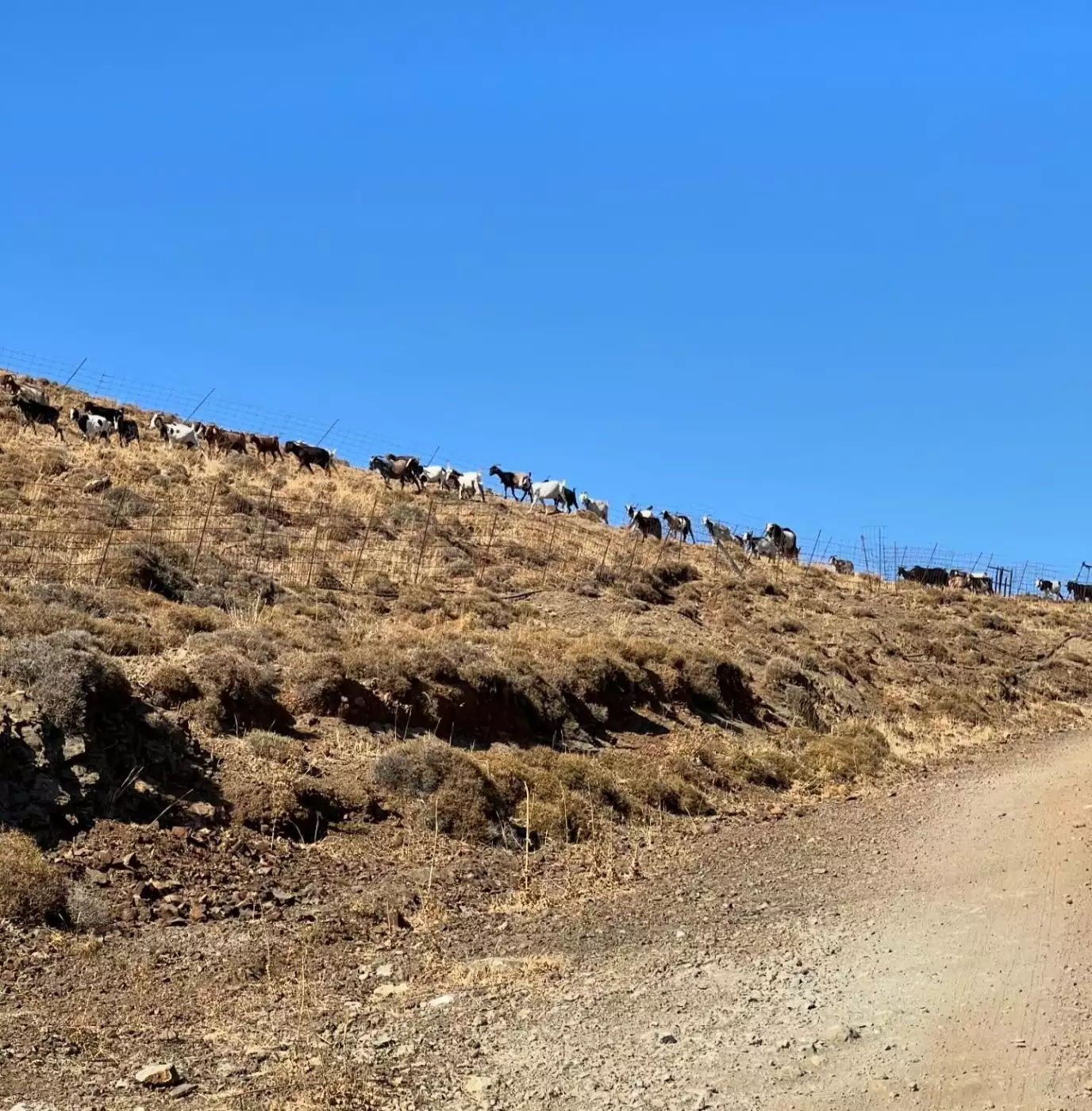 Ελεωνόρα Ζουγανέλη και Νίκος Συρίγος στην Αστυπάλαια