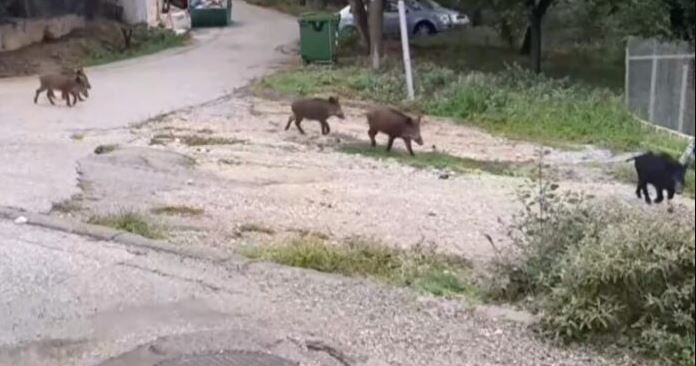 αγριογουρουνα