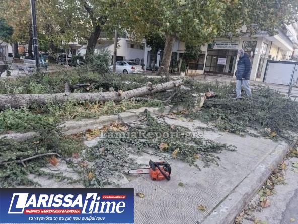 Εικόνα που δείχνει συνεργεία του δήμου επί το έργον για την απομάκρυνση των δέντρων που έπεσαν στη Λαμία