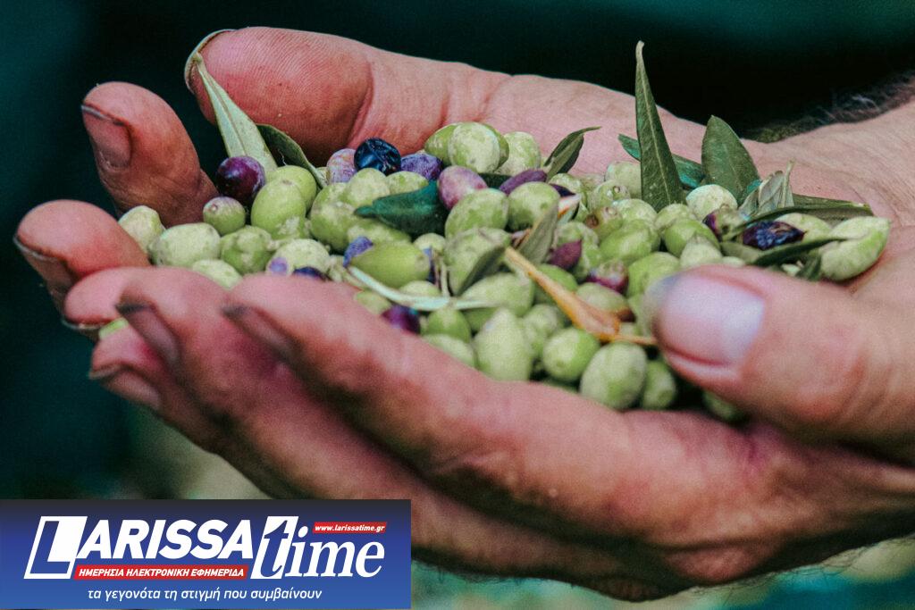 «Creating Roots»: Από το λιομάζωμα έως τη σύγχρονη παραγωγή ελαιολάδου – Φωτογραφική έκθεση από την WINARΤ