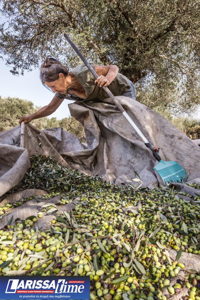 «Creating Roots»: Από το λιομάζωμα έως τη σύγχρονη παραγωγή ελαιολάδου – Φωτογραφική έκθεση από την WINARΤ