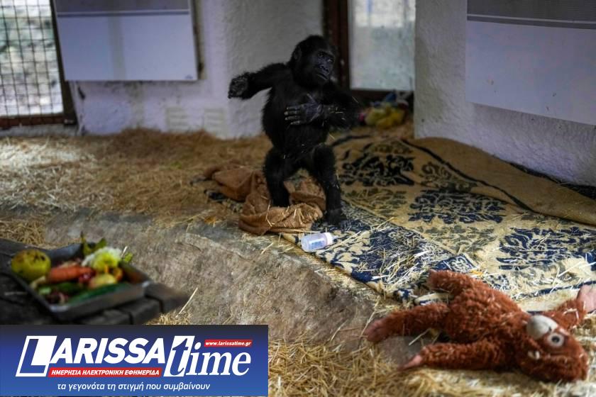 APTOPIX Turkey Gorilla