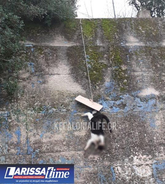 Εικόνα που δείχνει το άτυχο γατάκι κρεμασμένο με σχοινί σε έναν εξωτερικό τοίχο