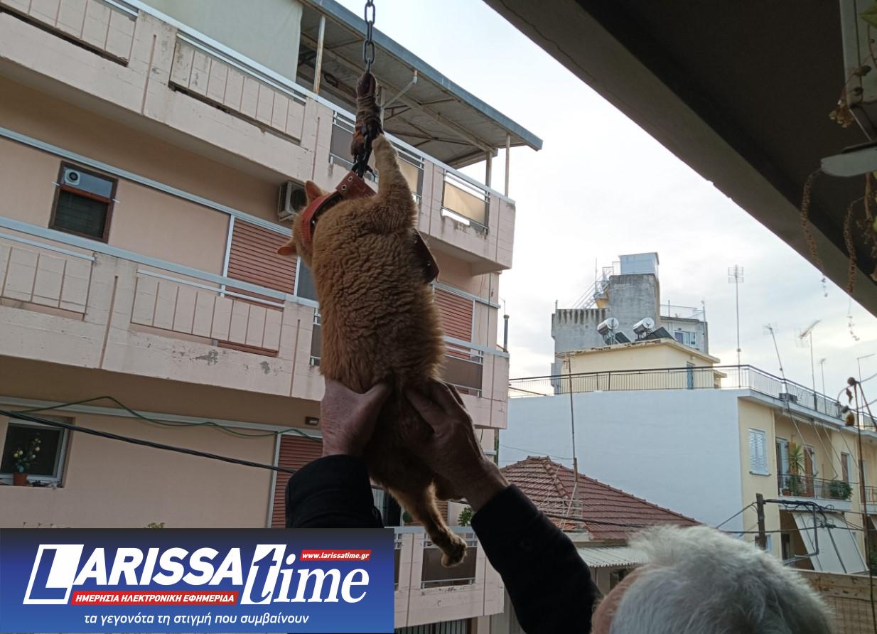 Εικόνα που δείχνει τον ένοικο του κάτω διαμερίσματος να σηκώνει τον γάτο και να τον κρατάει ώστε να μην πνιγεί