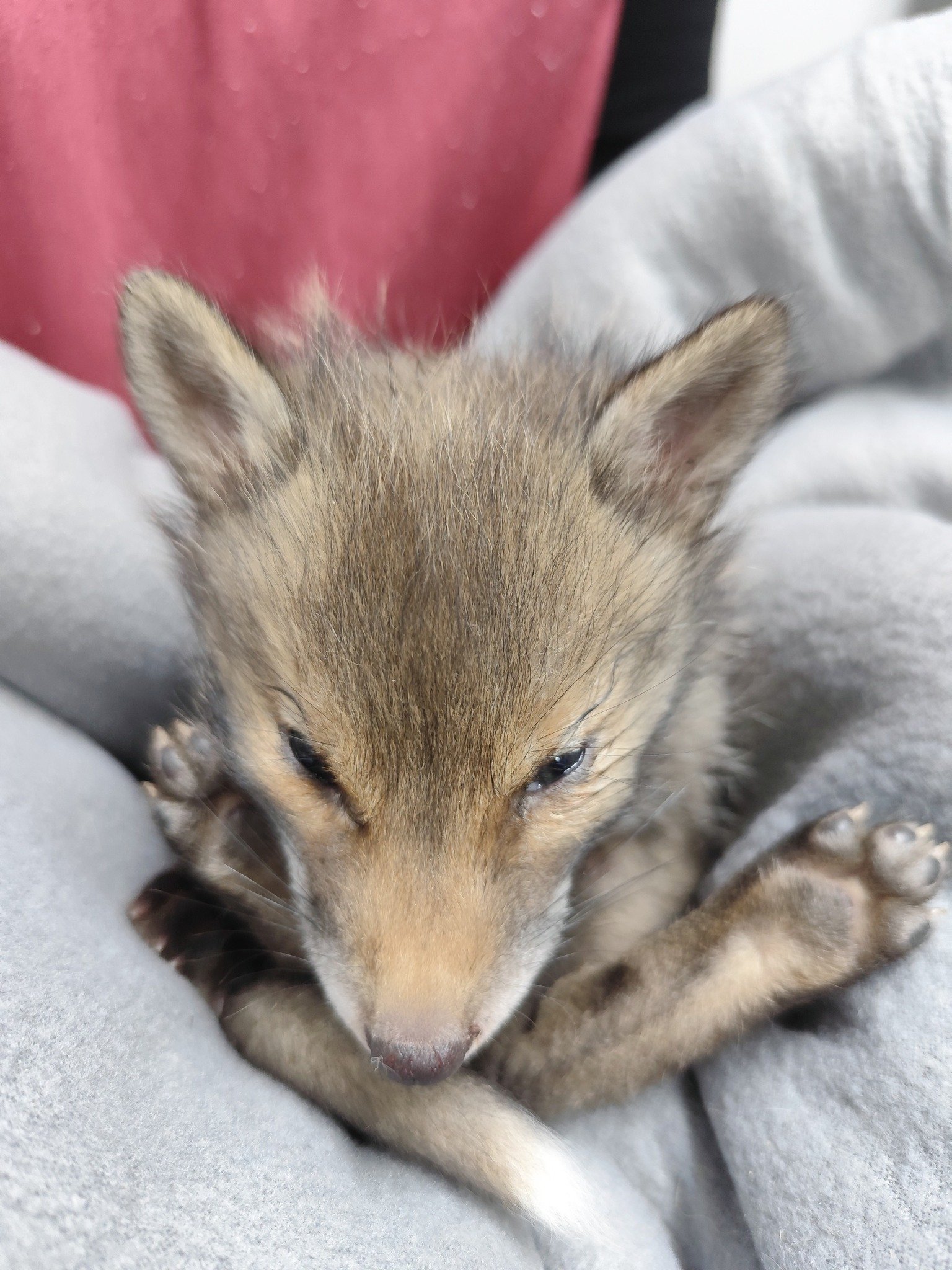 αλεπουδάκι - Κυψέλη