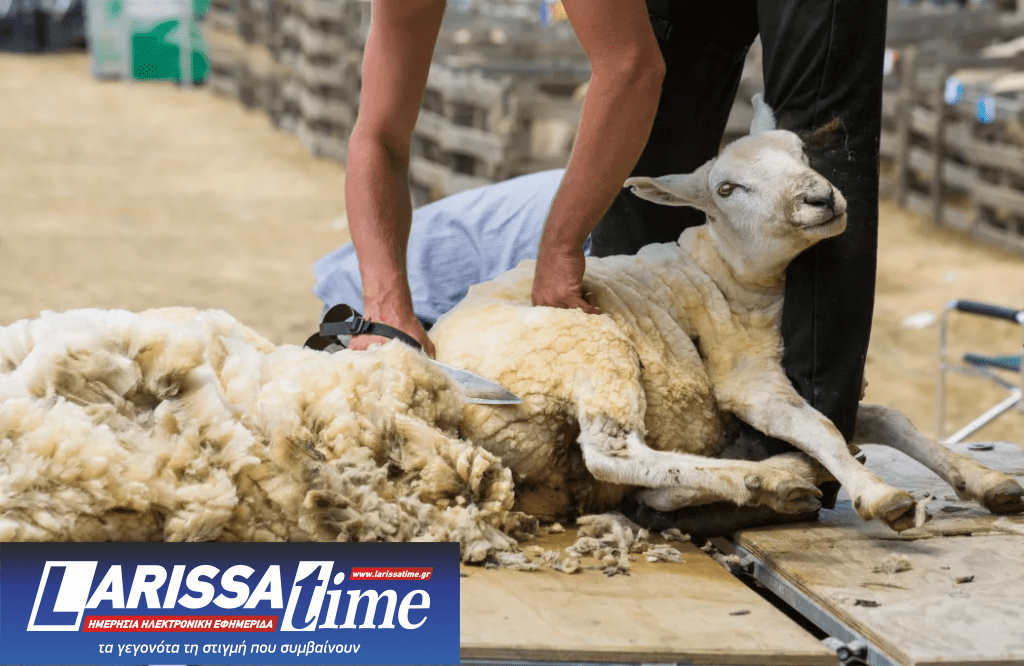 κούρεμα μαλλιού προβάτου