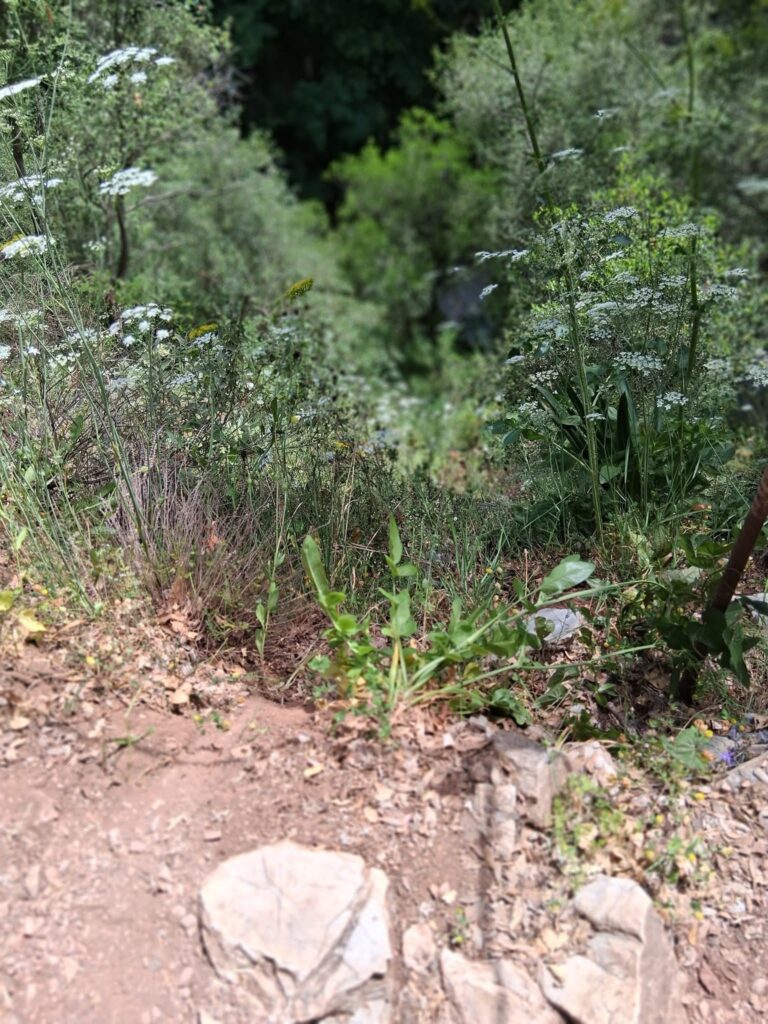 Ηλεία, τραγωδία