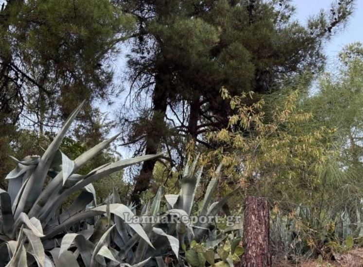 ΛΑΜΙΑ ΔΕΝΤΡΑ