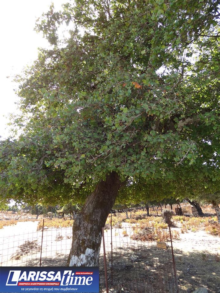 Συζήτηση για τα αιωνόβια δέντρα και δάση της Ικαρίας