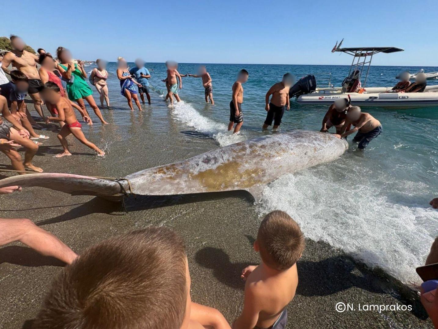 Κρήτη, Ζιφίες