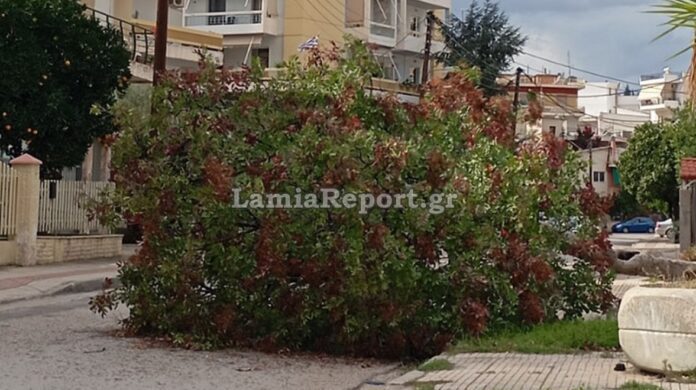 LAMIA-DENTRO.jpg