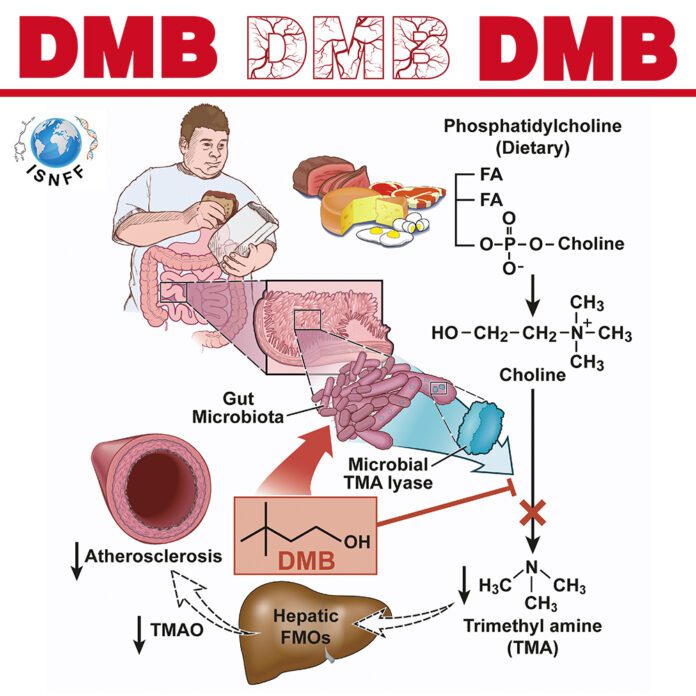 dmb-gut-microbiota.jpg