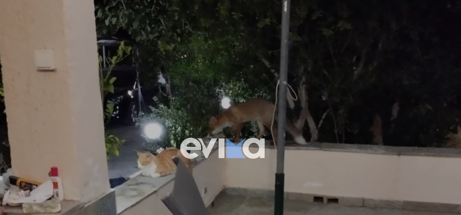 Εύβοια, Κάρυστος, Αλεπού