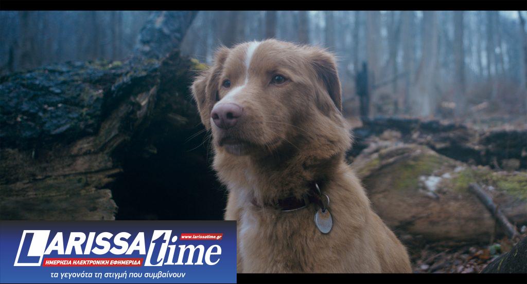 RFF20: Δύο διαφορετικά «Good Boy(s)» — ποιον λέμε τελικά «καλό παιδί»;