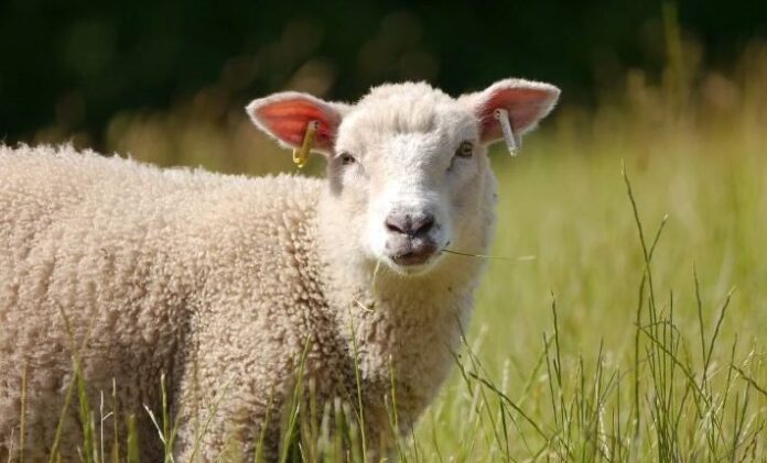 sheep-8106018_1280-711x430.jpg
