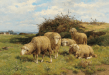 Μεταξύ 120 και 130 ευρώ το κεφάλι η έκτακτη ενίσχυση στους αιγοπροβατοτρόφους