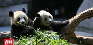 Γαλλία: Ο ζωολογικός κήπος Μποβάλ αποχαιρετά τα μοναδικά γιγάντια πάντα του