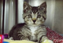 ΗΠΑ: Γάτα περπάτησε ξανά ύστερα από φρικτό ατύχημα με τη βοήθεια μαθητών Μηχανικής