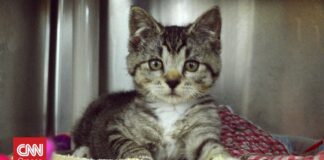 ΗΠΑ: Γάτα περπάτησε ξανά ύστερα από φρικτό ατύχημα με τη βοήθεια μαθητών Μηχανικής