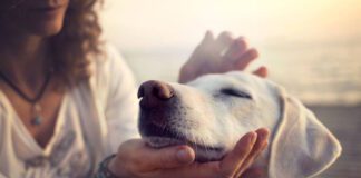 Έρευνα: Τι συμβαίνει στον σκύλο σας τη στιγμή που του λέτε «Σ’ αγαπώ»