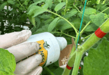 Καινοτόμες λύσεις της Andermatt Anthesis για καταπολέμηση αλευρώδη στην τομάτα