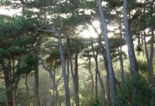 Δυναμική αναγέννηση όλων των ειδών στο δάσος της Δαδιάς