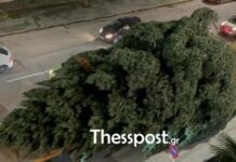Θεσσαλονίκη: Xριστουγεννιάτικο έλατο 18 μέτρων θα κοσμήσει την πλατεία Αριστοτέλους