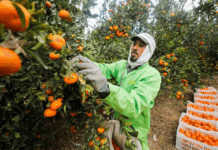 Παίρνει κεφάλι η Αίγυπτος στην παραγωγή εσπεριδοειδών στο Βόρειο Ημισφαίριο