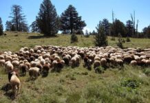 Πανικός κτηνοτρόφων μετά τη νέα κατανομή στα βοσκοτόπια, ακόμα και 95% μειώσεις πριν την προκαταβολή τσεκ