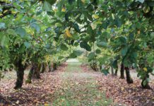 Προληπτικοί ψεκασμοί και μέτρα προστασίας σε όλα τα μηλοειδή πριν την πτώση των φύλλων