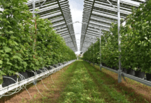 Με υπερδέσμευση 80% σε 944 οι επενδύσεις στο πρόγραμμα Θερμοκηπίων