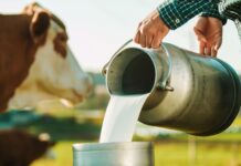 Το «τσουνάμι» παραγωγής γάλακτος στην Ευρωπαϊκή Ένωση φέρνει σημαντική πτώση των τιμών