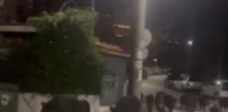 Θεσσαλονίκη: Αγέλη αγριογούρουνων στους δρόμους του Πανοράματος – Αυξάνονται οι εμφανίσεις τους