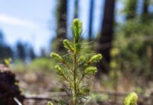 Προσωρινή συμφωνία για την ενίσχυση ποιότητας του δασικού αναπαραγωγικού υλικού της ΕΕ