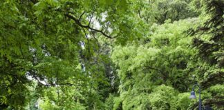 Έρευνα: Η ζωή κοντά στο πράσινο συνδέεται με χαμηλότερο κίνδυνο εμφάνισης μεταβολικού συνδρόμου