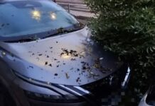 Ηράκλειο: Ισχυροί άνεμοι προκάλεσαν πτώσεις δέντρων