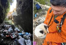 Κτηνωδία στο Πήλιο: Άγνωστος πέταξε κουτάβια σε γκρεμό 20 μέτρων – Σώθηκε μόνο το ένα