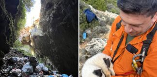 Κτηνωδία στο Πήλιο: Άγνωστος πέταξε κουτάβια σε γκρεμό 20 μέτρων – Σώθηκε μόνο το ένα