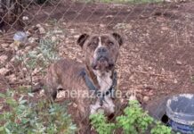 Συγκλονίζει ο πατέρας του 2χρονου που πέθανε μετά την επίθεση πίτμπουλ – «Μου χαμογέλασε και έκλεισε τα μάτια»