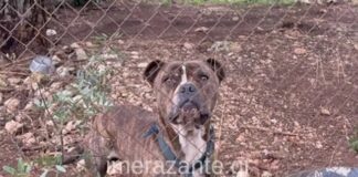 Συγκλονίζει ο πατέρας του 2χρονου που πέθανε μετά την επίθεση πίτμπουλ – «Μου χαμογέλασε και έκλεισε τα μάτια»