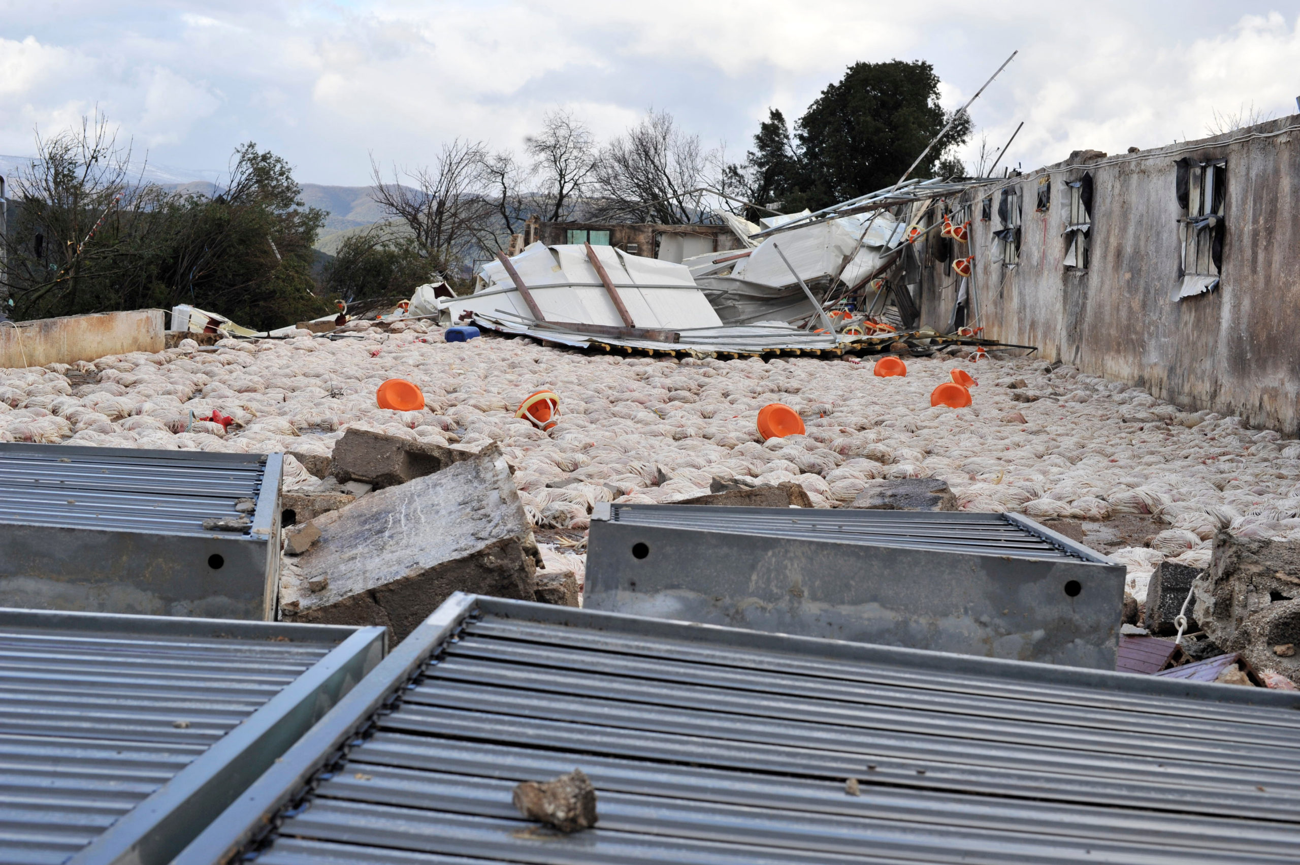 Ήπειρος, κακοκαιρία, ανεμοστρόβιλος, Καλπάκι, πτηνοτροφική μονάδα, κοτόπουλα