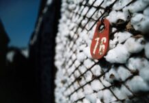 Μαζί με το ΟΣΔΕ 2026 πρόσκληση για το πριμ άνθρακα 31 ευρώ στο βαμβάκι και 70 ευρώ σε βιομηχανική ντομάτα