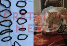 Αφαίρεσαν από την κοιλιά γάτας 11 λαστιχάκια για τα μαλλιά