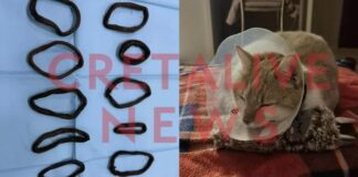 Αφαίρεσαν από την κοιλιά γάτας 11 λαστιχάκια για τα μαλλιά