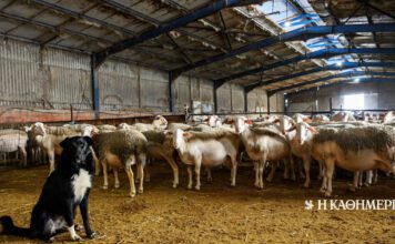 Ευλογιά αιγοπροβάτων: Ολοκληρώθηκε η σύσκεψη στο Μαξίμου – 10 ερωταπαντήσεις για τους εμβολιασμούς